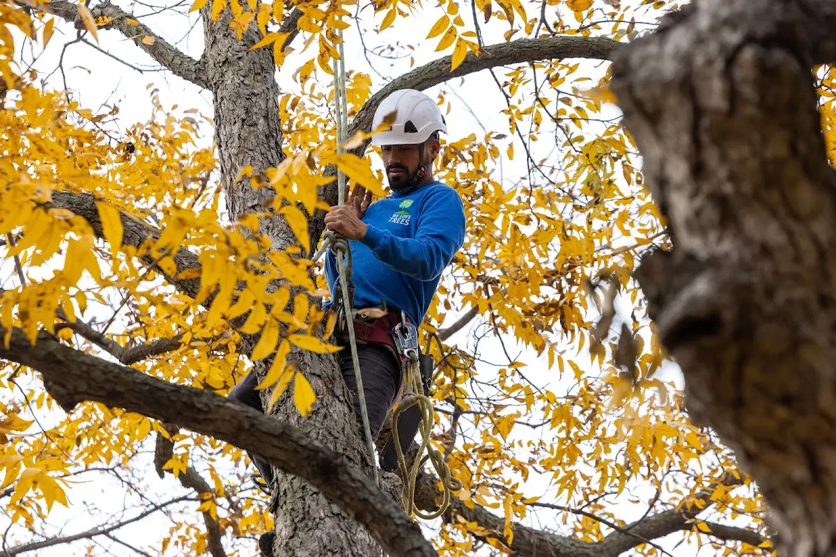 Skilled Tree Transplanting crew working in Churubusco
